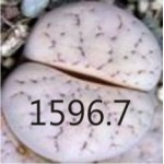 LITHOPS gracilidelineata v waldroniae C243 