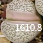 LITHOPS herrei Beauvallon