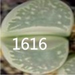 LITHOPS herrei 'translucens' C237 