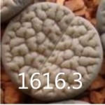 LITHOPS hookeri v dabneri C13 
