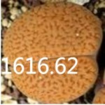 LITHOPS hookeri v marginata 'red' C154 