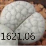 LITHOPS julii ssp fulleri C62      