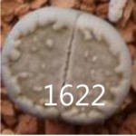 LITHOPS julii 'fuscous' 