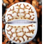 LITHOPS julii 'reticulate' 