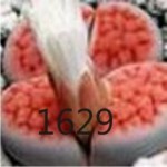 LITHOPS karasmontana 'mickbergensis' C168 LITHOPS karasmontana 'mickbergensis' C168