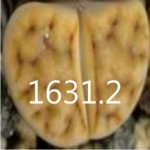 LITHOPS karasmontana 'mickbergensis' C317 LITHOPS karasmontana 'mickbergensis' C317