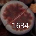 LITHOPS karasmontana 'lateritia' LITHOPS karasmontana 'lateritia'