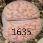 LITHOPS karasmontana v tischeri C182 LITHOPS karasmontana v tischeri C182