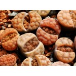 Lithops bromfieldii v. bromfieldii C348