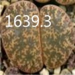 LITHOPS lesliei C352 LITHOPS lesliei C352