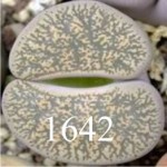 LITHOPS lesliei 'grey' C151 LITHOPS lesliei 'grey' C151