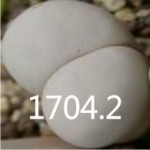 LITHOPS ruschiorum 'nelii' C316 
