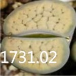 LITHOPS schwantesii v urik 'christinae' C74 