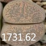 LITHOPS terricolor SH302 