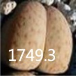 LITHOPS vallismariae C296 LITHOPS vallismariae C296