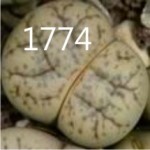 LITHOPS werneri C188 LITHOPS werneri C188