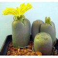 LITHOPS steineckeana 
