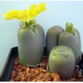 LITHOPS steineckeana 