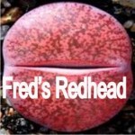LITHOPS lesliei 'Fred´s Redhead' LITHOPS lesliei 'Fred´s Redhead'